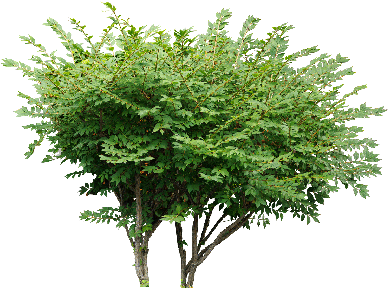 Бересклет крылатый