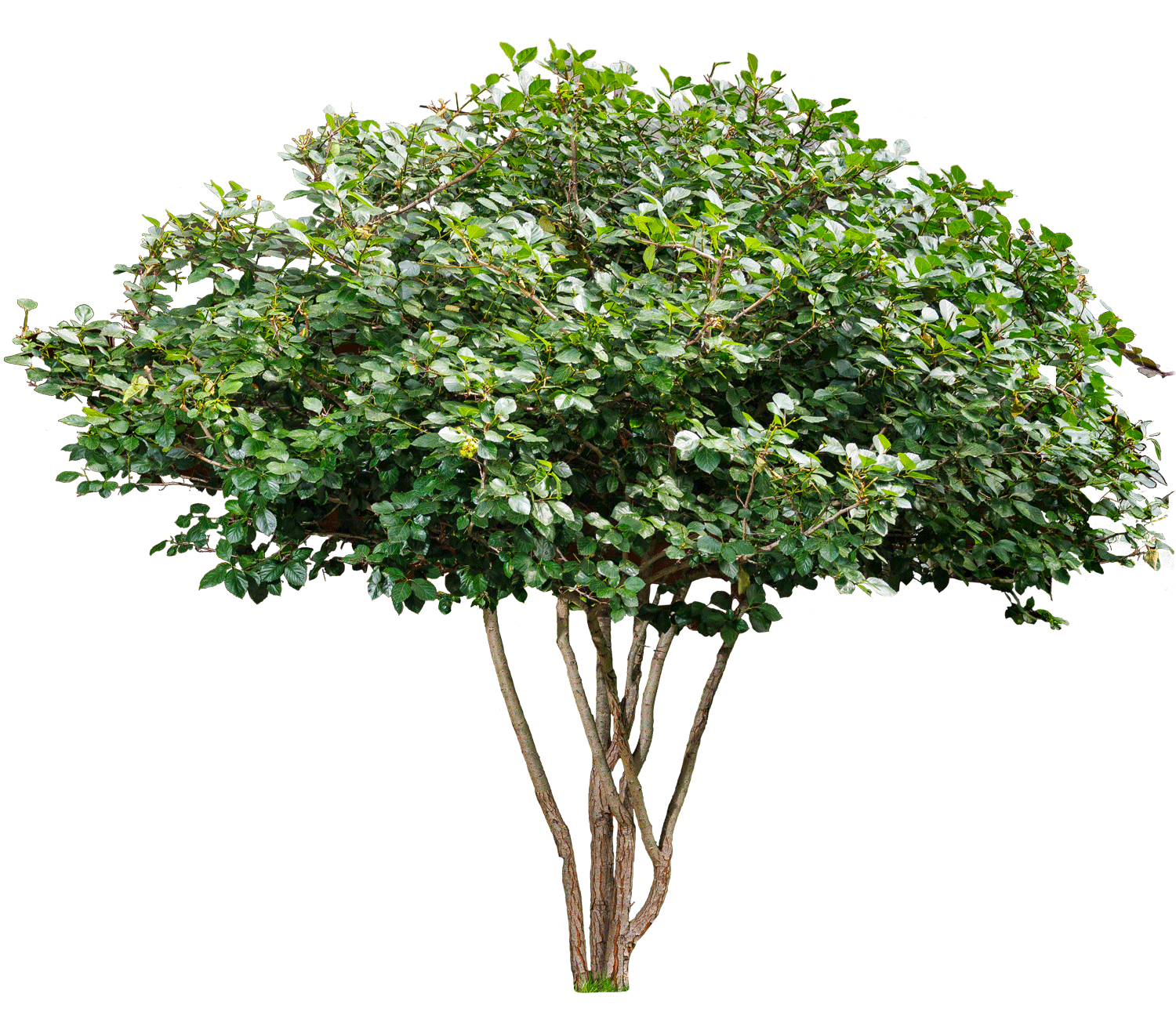 Боярышник сливолистный