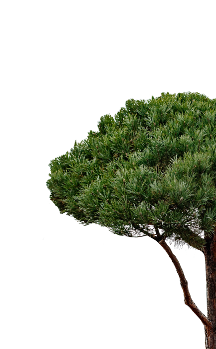 Сосна обыкновенная форма пинии