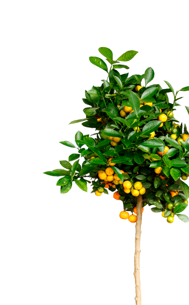 Каламондин