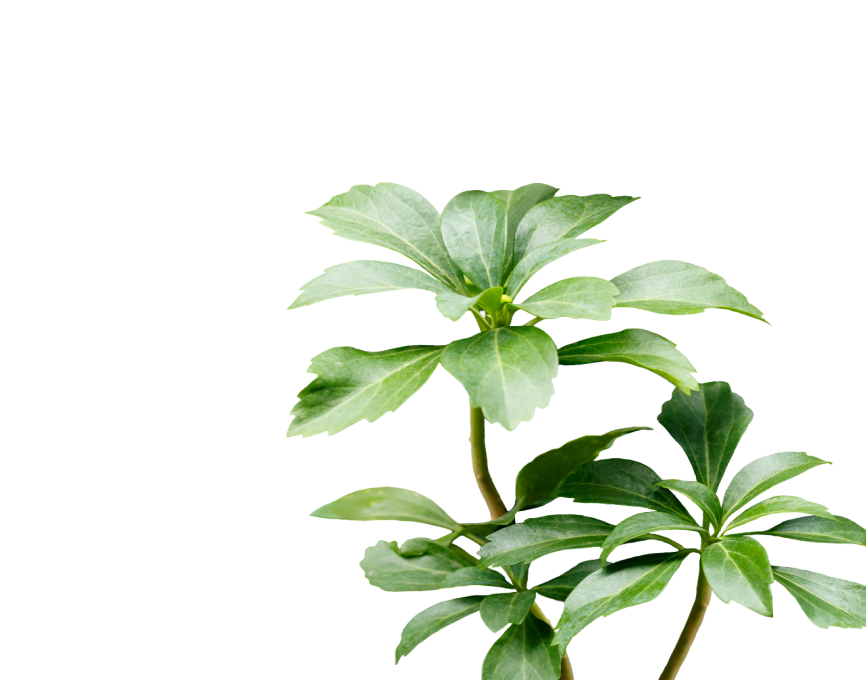 Пахизандра верхушечная