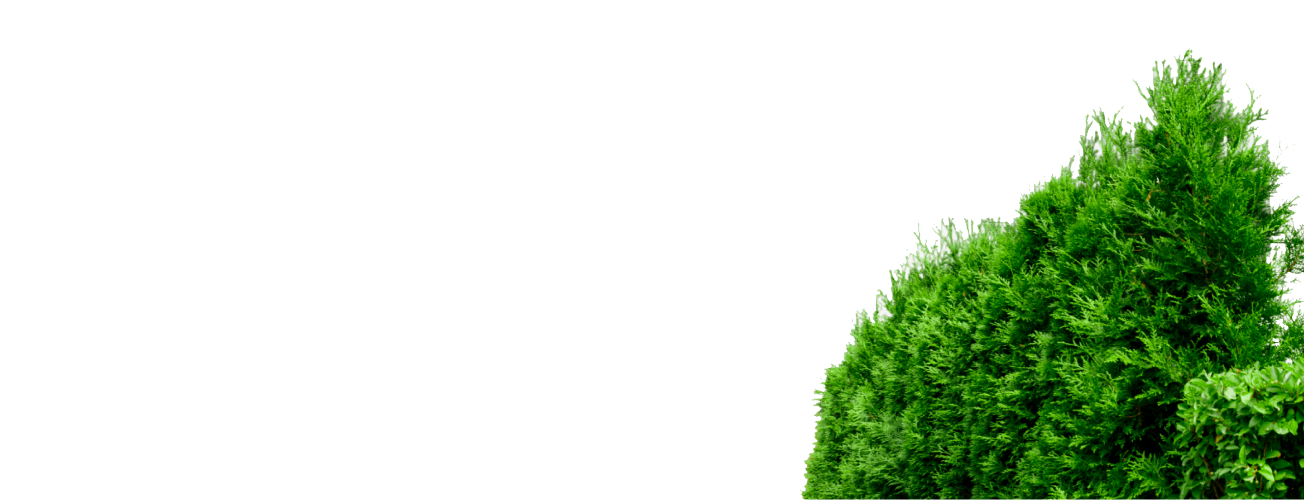 Туя западная ‘Brabant’