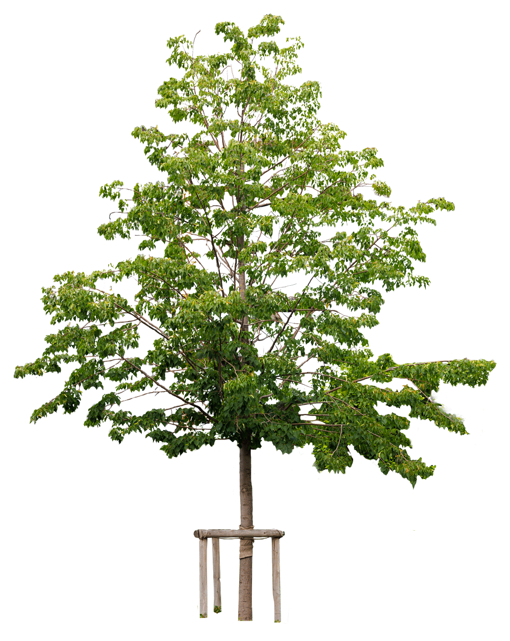 Липа мелколистная «Гринспаер»