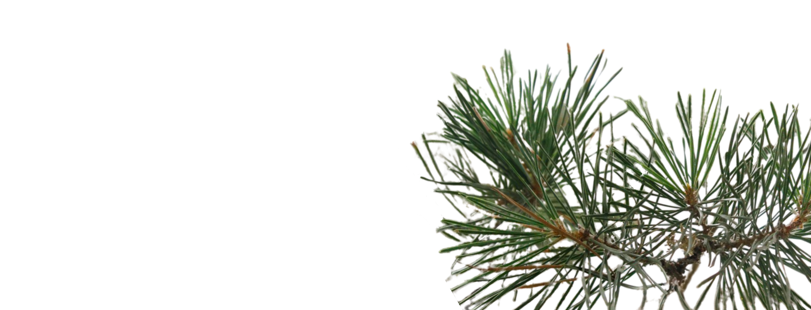 Сосна обыкновенная многоствольная