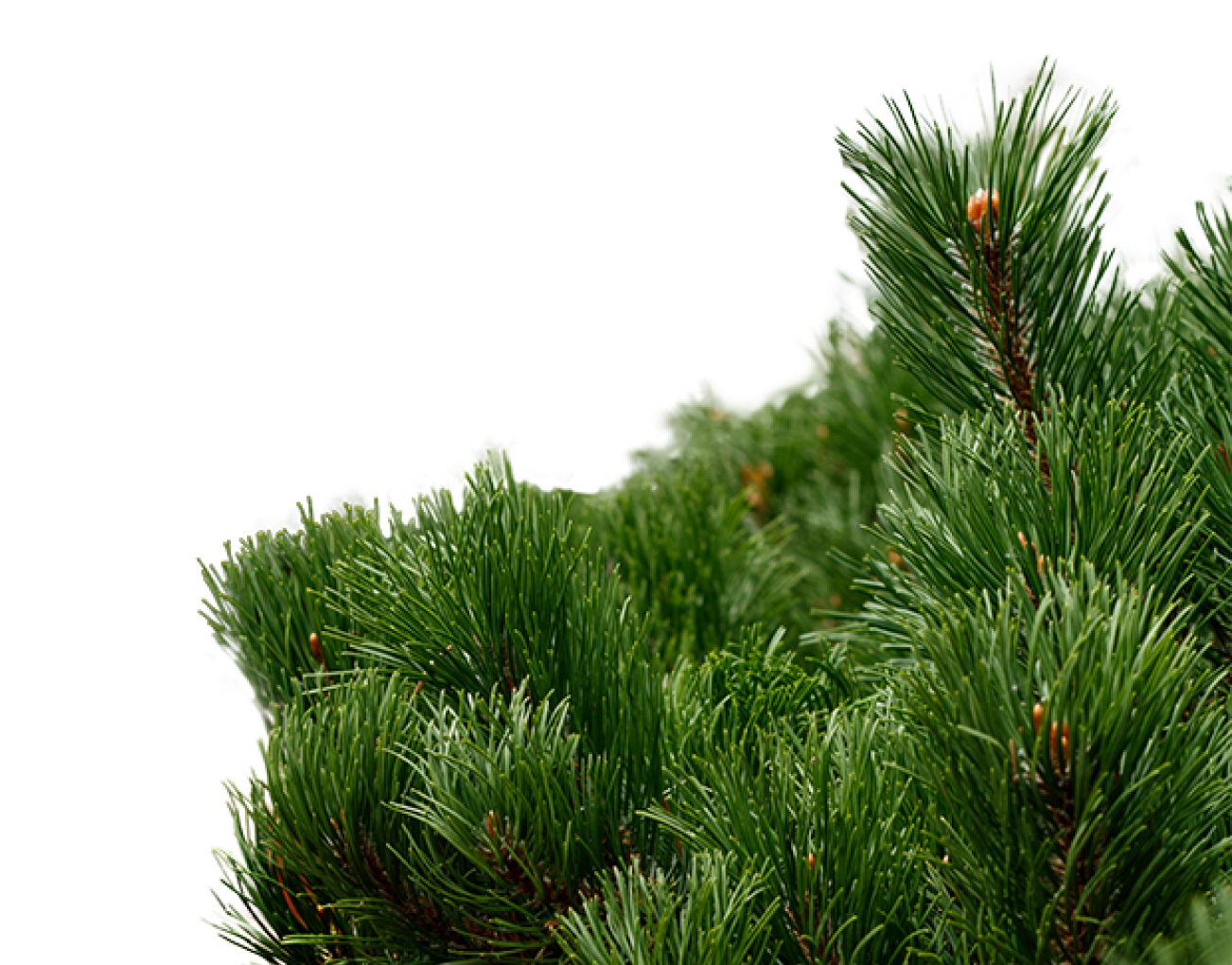 Сосна горная ‘Мугус’