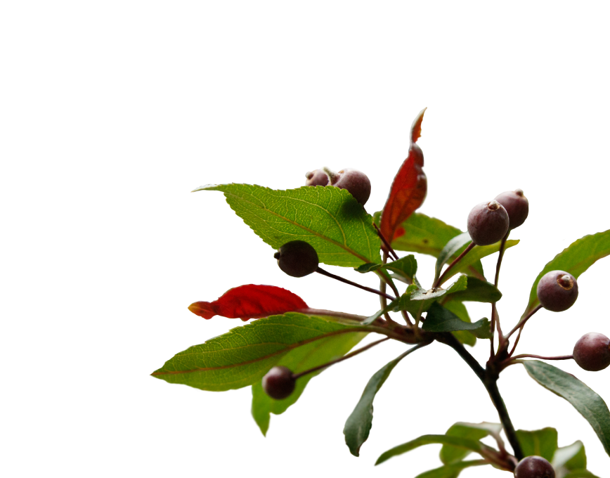 Ирга Канадская