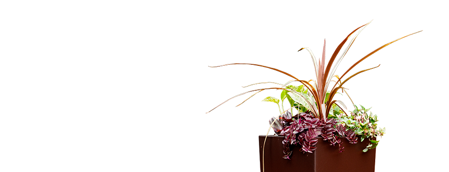 Осока морроу