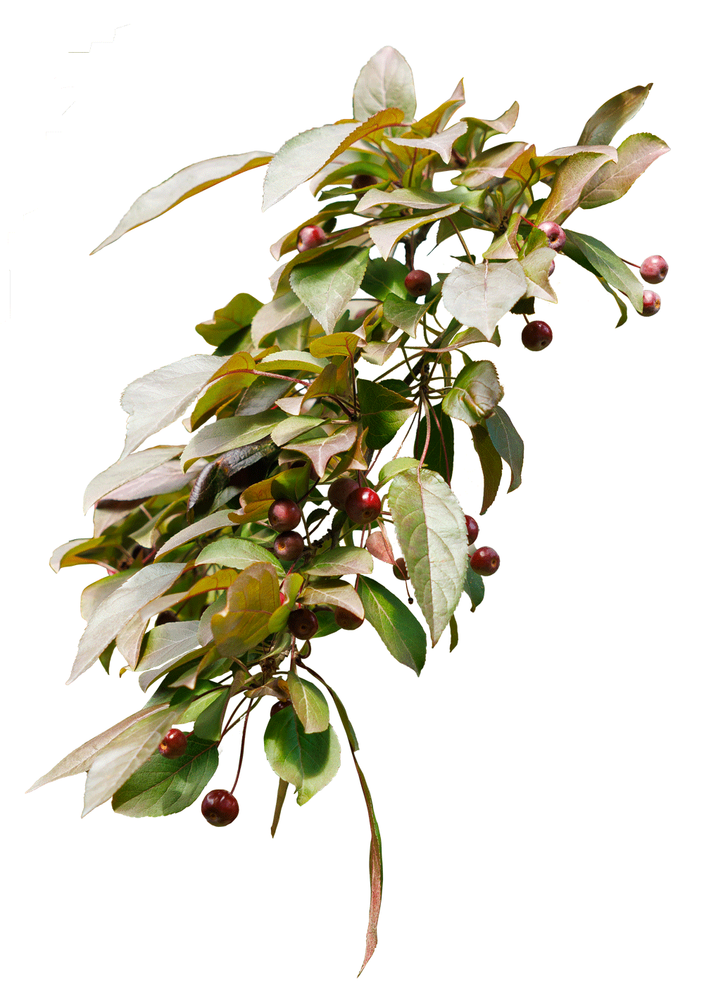 Яблоня «Хиллери»